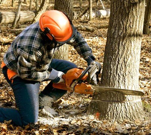 Tree Removal in Evergreen, LA